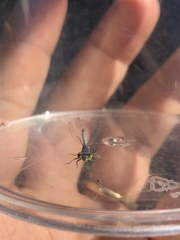 Ischnura perparva