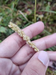 Tofieldia calyculata