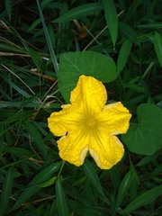 Cucurbita