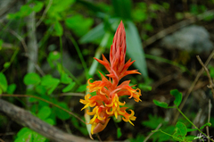 Dichromanthus cinnabarinus