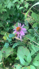Echinacea purpurea
