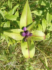 Pneumonanthe