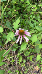 Echinacea purpurea