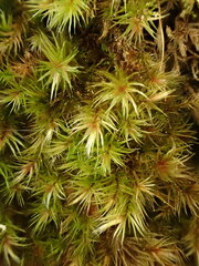 Orthothecium rufescens