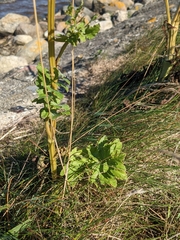 Angelica archangelica