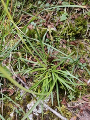 Tofieldia calyculata