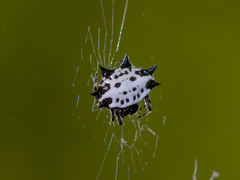Gasteracantha cancriformis