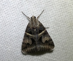 Drasteria grandirena