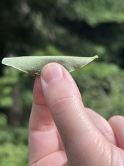 Vaccinium ovalifolium