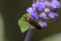 Elasmopalpus lignosella