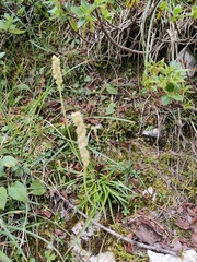 Tofieldia calyculata