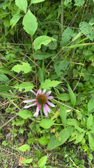Echinacea purpurea