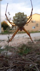 Argiope lobata