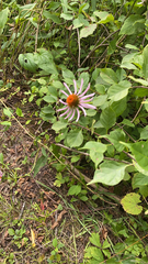Echinacea purpurea