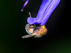 Copestylum vesicularium