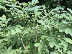 Vaccinium ovalifolium