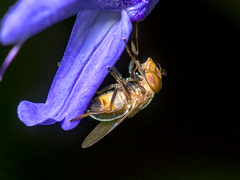 Copestylum vesicularium