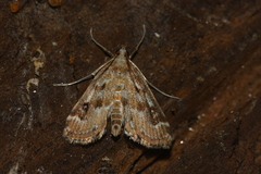 Parapoynx stratiotata