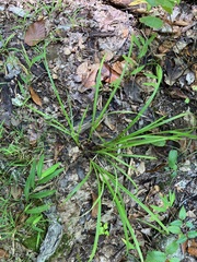Carex debilis
