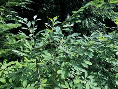 Vaccinium ovalifolium