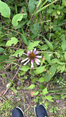 Echinacea purpurea