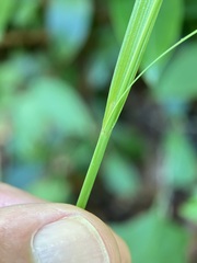 Carex debilis