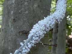 Grylloprociphilus imbricator