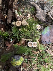 Nidulariaceae
