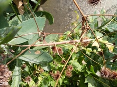 Clonopsis gallica