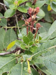 Rhododendron hirsutum