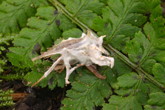 Akanthomyces