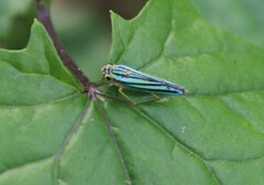 Poecilocarda cosmopolita