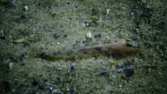 Pomatoschistus marmoratus
