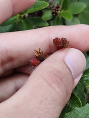 Rhododendron hirsutum
