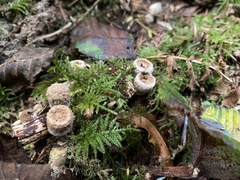 Nidulariaceae