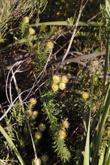 Phylica pubescens
