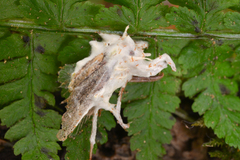 Akanthomyces