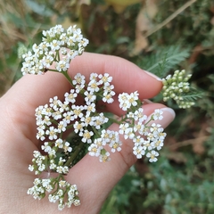 Achillea