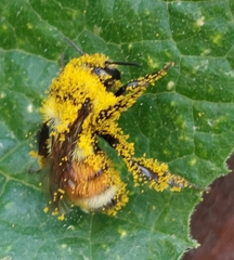 Bombus
