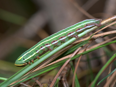 Lapara coniferarum