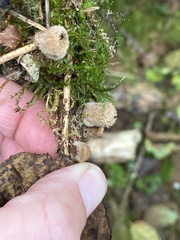 Nidulariaceae