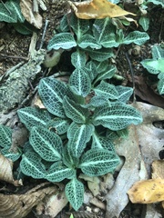 Goodyera pubescens