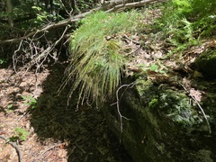 Carex rosea