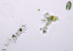 Amoebidae