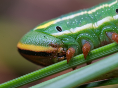Lapara coniferarum