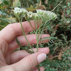 Achillea
