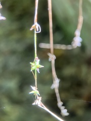 Carex rosea