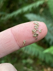 Nidulariaceae