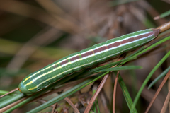 Lapara coniferarum