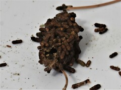 Acantholyda hieroglyphica